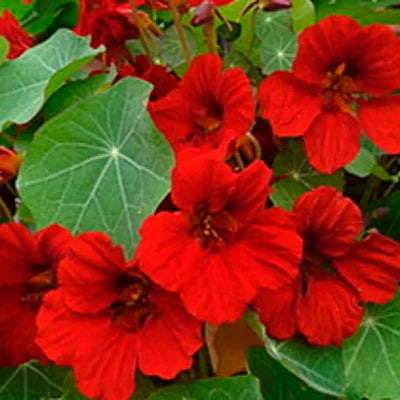 Capucine Empress of India (fleur comestible)