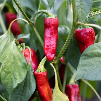 Piment d'Espelette