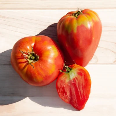 Tomate Tardive Cœur de Bœuf Yasha Yougoslavian