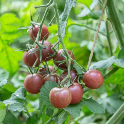 Tomate-cerise Black Cherry