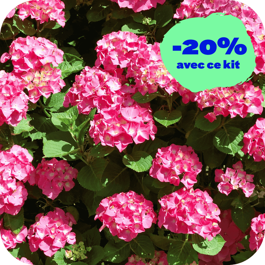 Hortensia Mon Amour (Kit de 3)