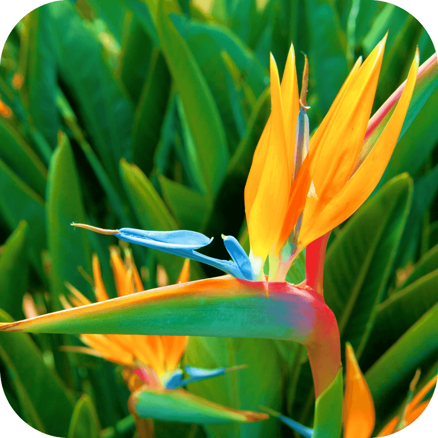 Oiseau Du Paradis