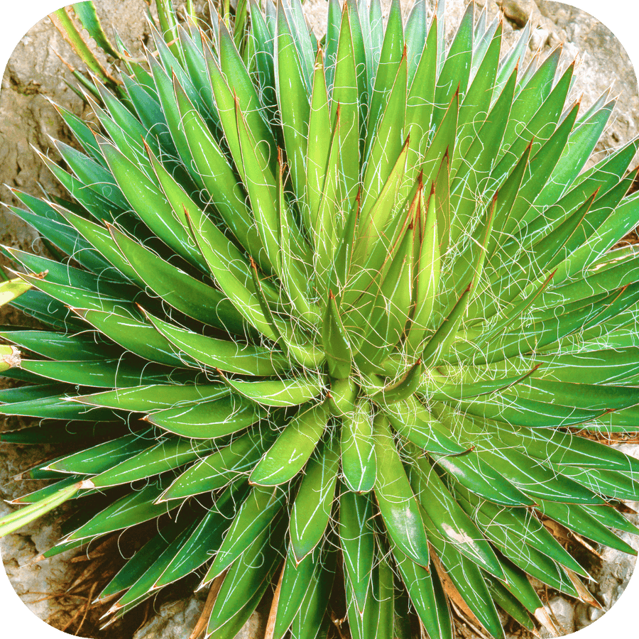 Agave Le poilu