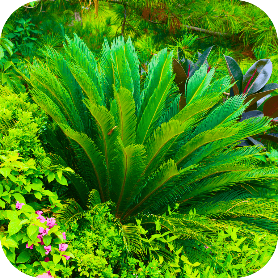 Cycas Du Japon