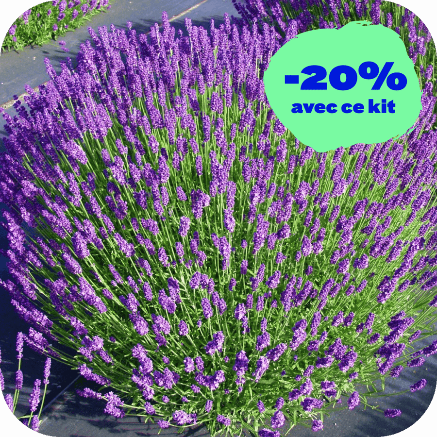 Lavande Ma Provence (Kit de 3)