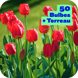50 Tulipes et son terreau