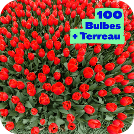 100 Tulipes et son terreau