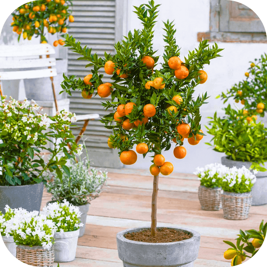 Mandarinier Le Doux