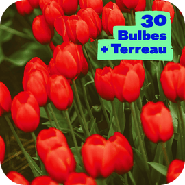30 Tulipes et son terreau