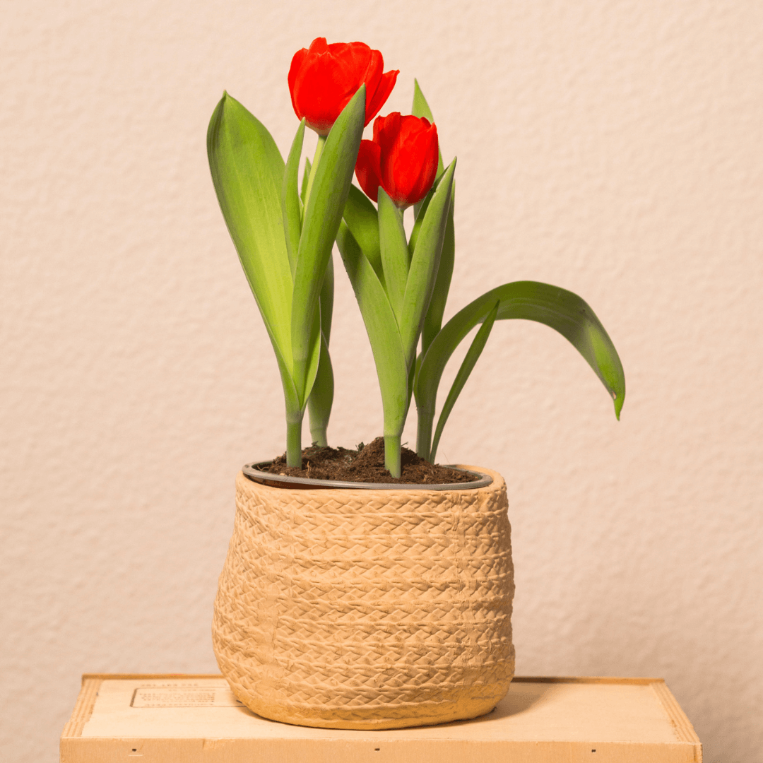 30 bulbes de Tulipes rouges pour une floraison au printemps – Bleen
