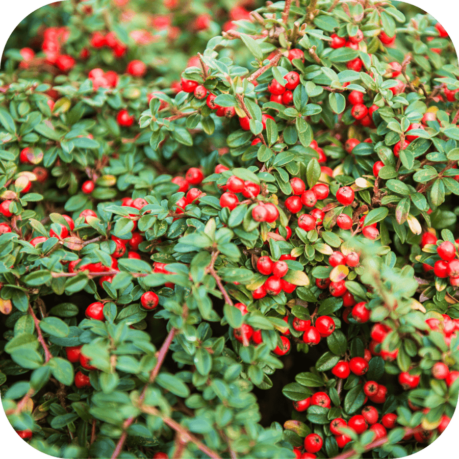 Cotoneaster Bird