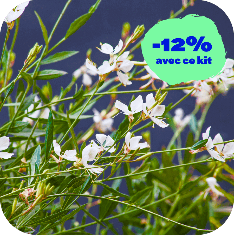Gaura Le gracieux (Kit de 3)