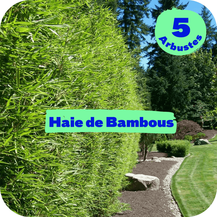 Haie de Bambou - pot de 3L