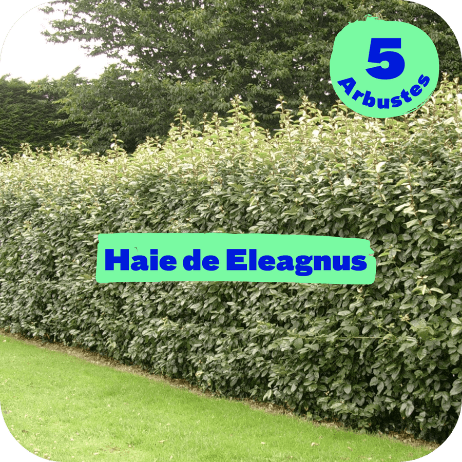 Haie d'Elaeagnus - Pot de 10L