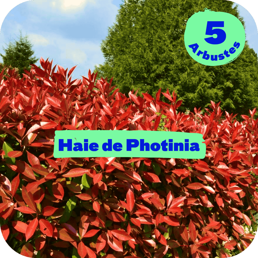Haie de Photinia - Pot de 3L