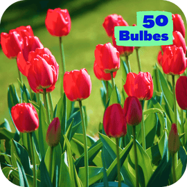 Massif 50 Tulipes rouges