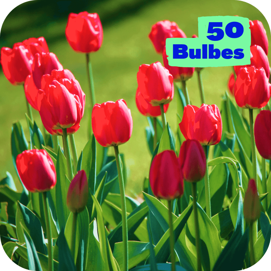 Massif 50 Tulipes rouges