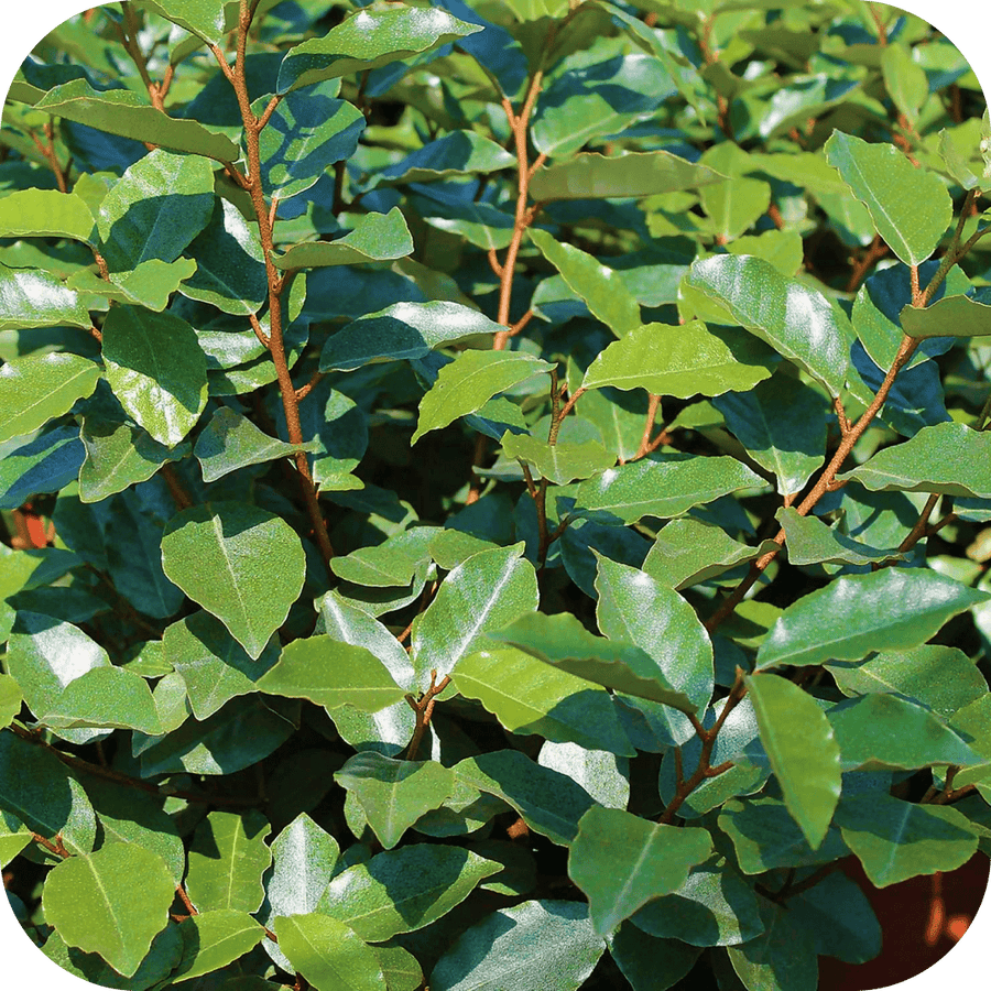 Elaeagnus Le coriace