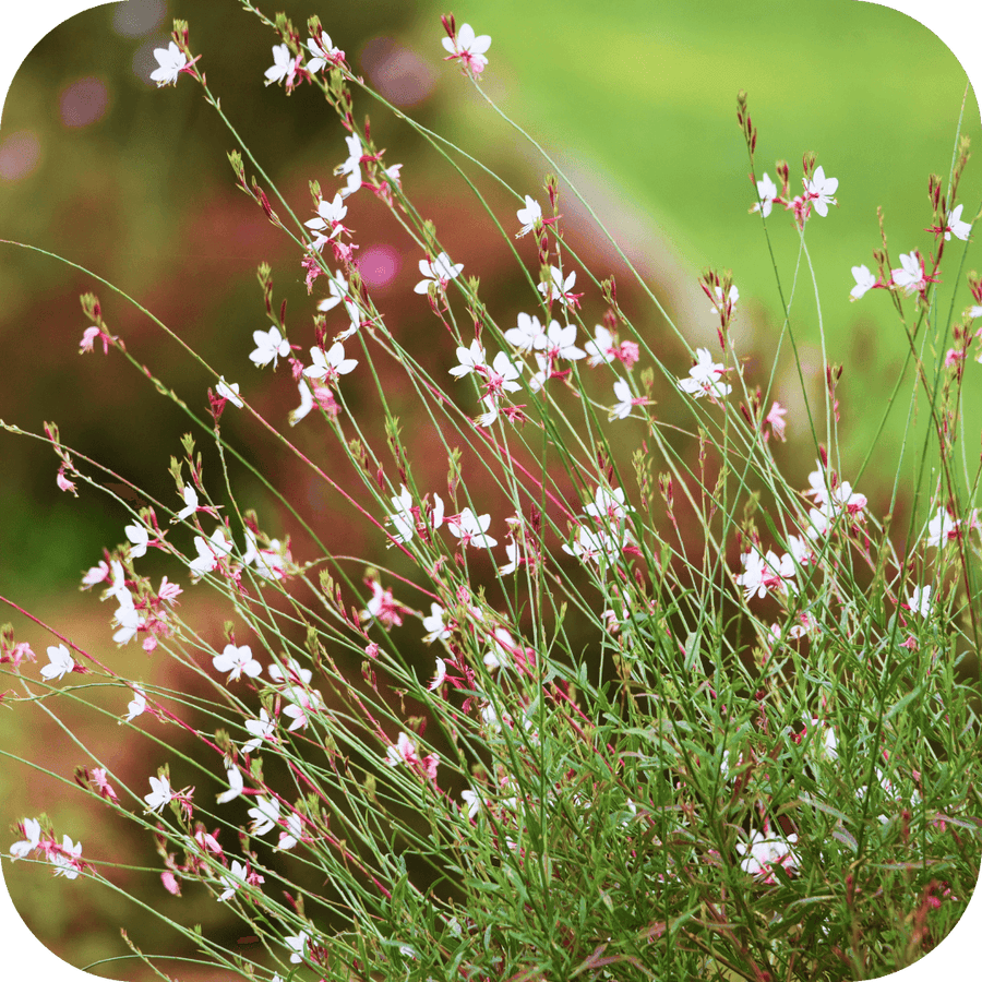 Gaura Papillon