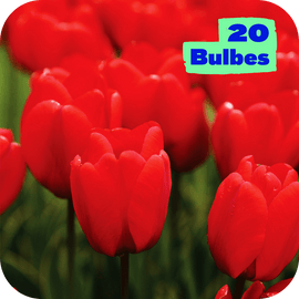 Massif 20 Tulipes rouges