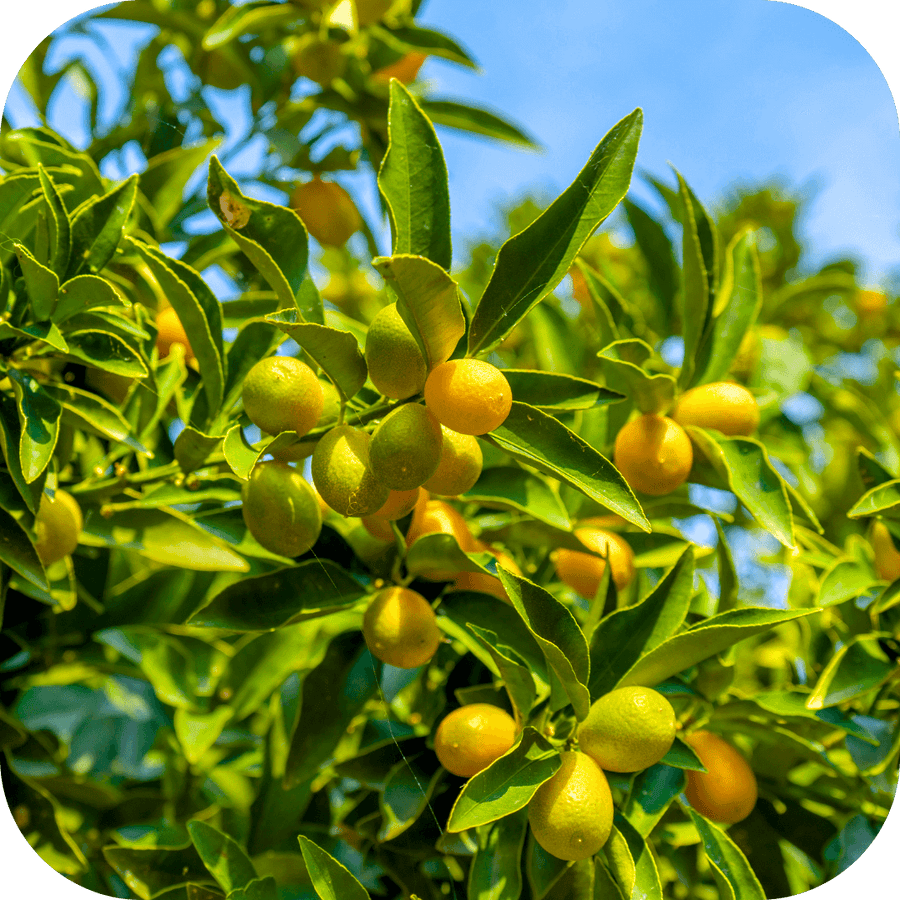 Kumquat Le savoureux