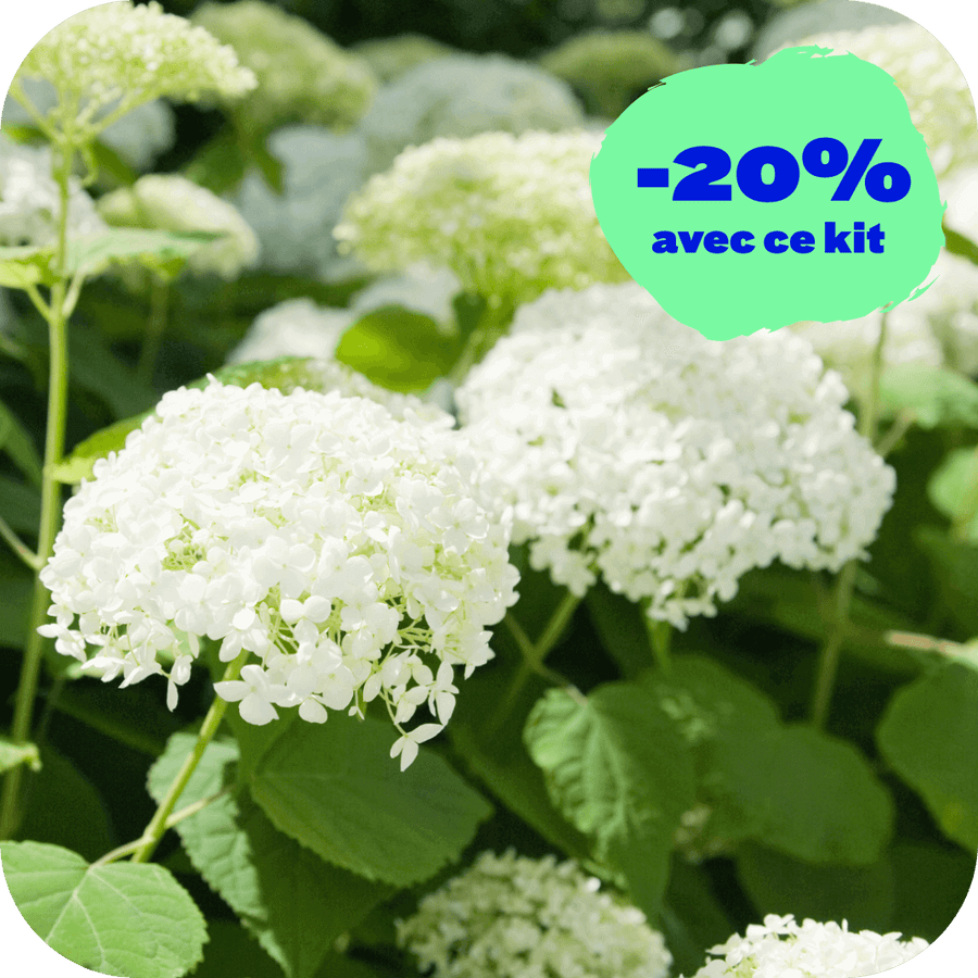 Hortensia Mamma Mia (kit de 3)