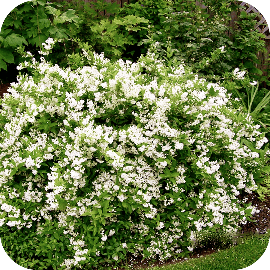 Deutzia Japonais
