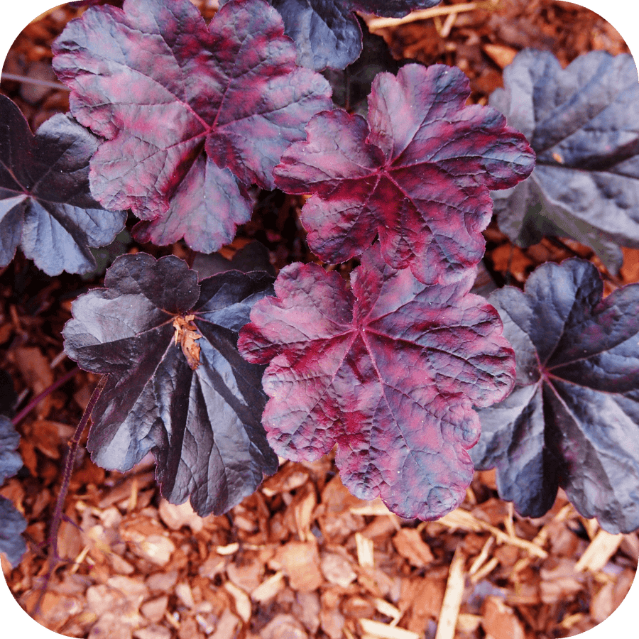 Heuchère Black