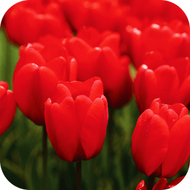 10 Tulipes rouges Amour
