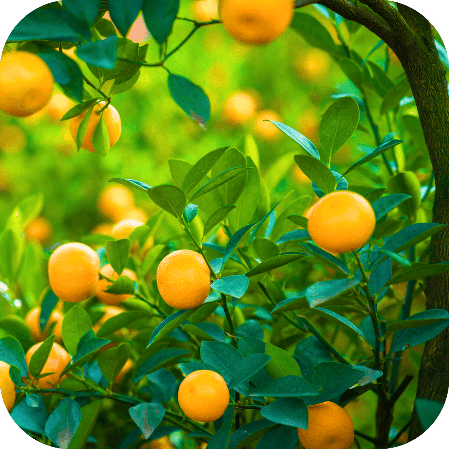 Calamondin Haussmanien