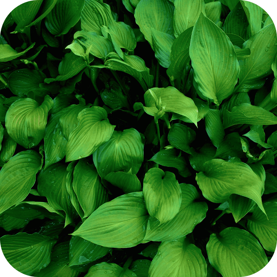Hosta Clochette