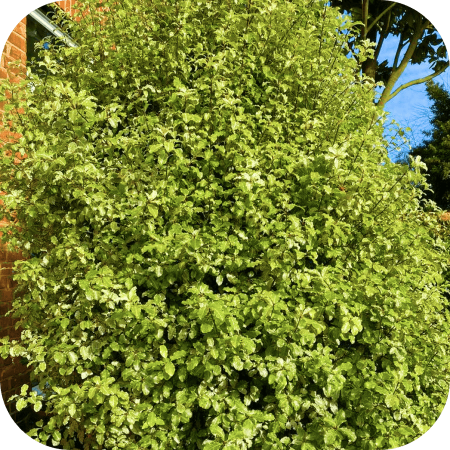 Pittosporum Neige