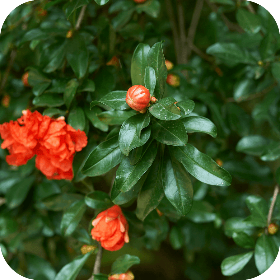 Grenadier L'épineux (pot de 3L)