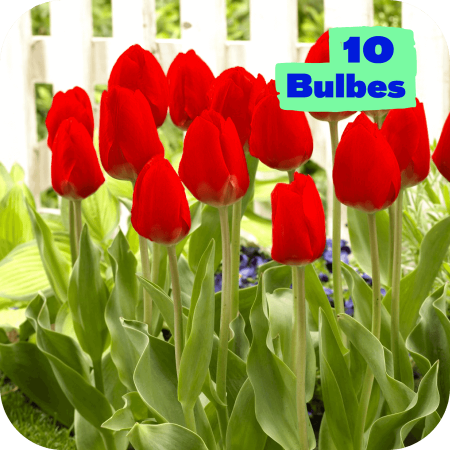 10 Tulipes rouges Amour