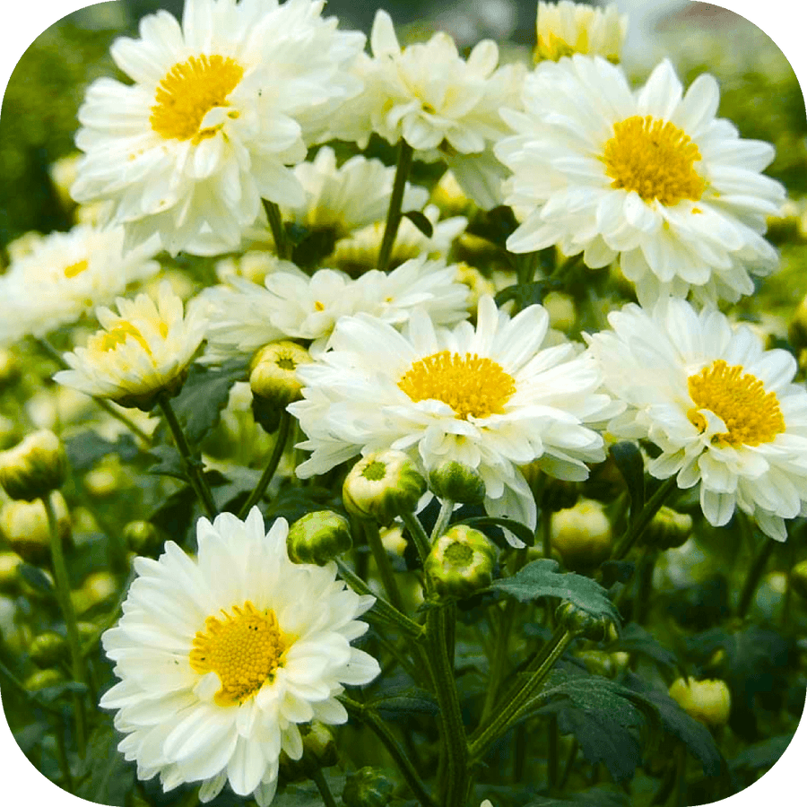 Marguerite Majestueuse (Kit de 4)