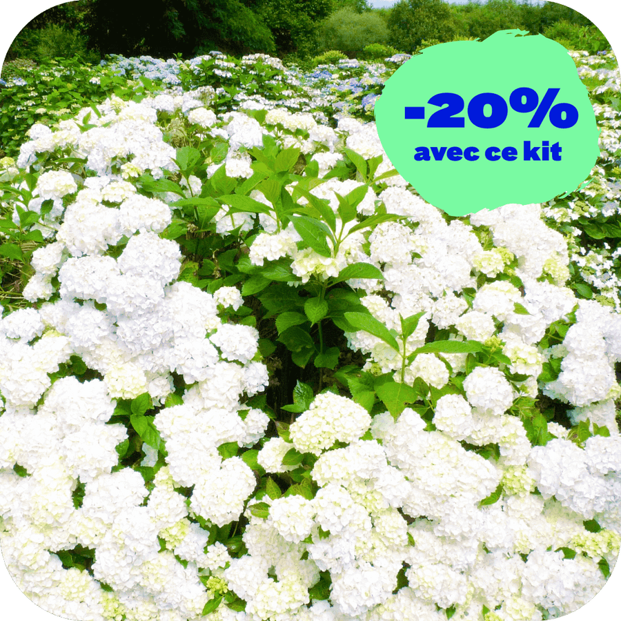 Hortensia Saint-Brieuc (Kit de 3)
