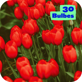 Massif 30 Tulipes Rouges