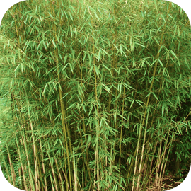 Bambou Le zébré