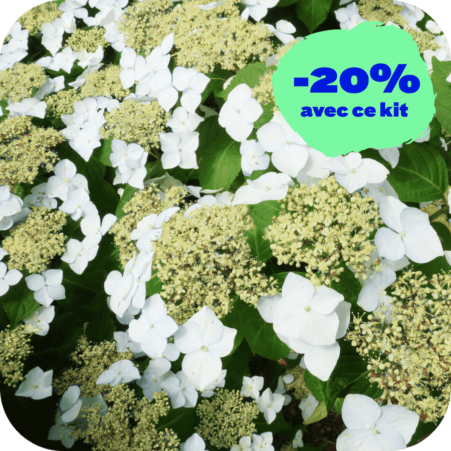 Hortensia Paradisia (Kit de 3)