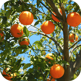 Oranger Mon Sud
