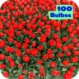 Massif 100 Tulipes Rouges
