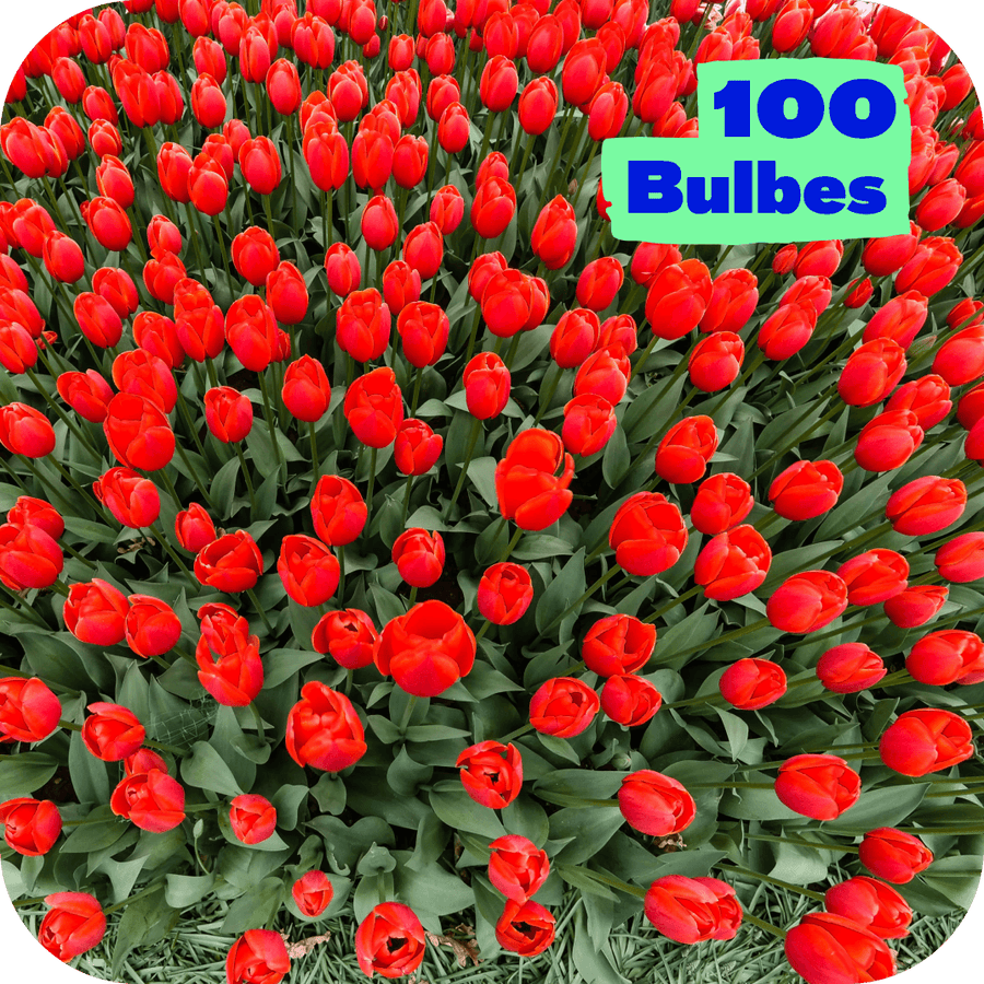 Massif 100 Tulipes Rouges
